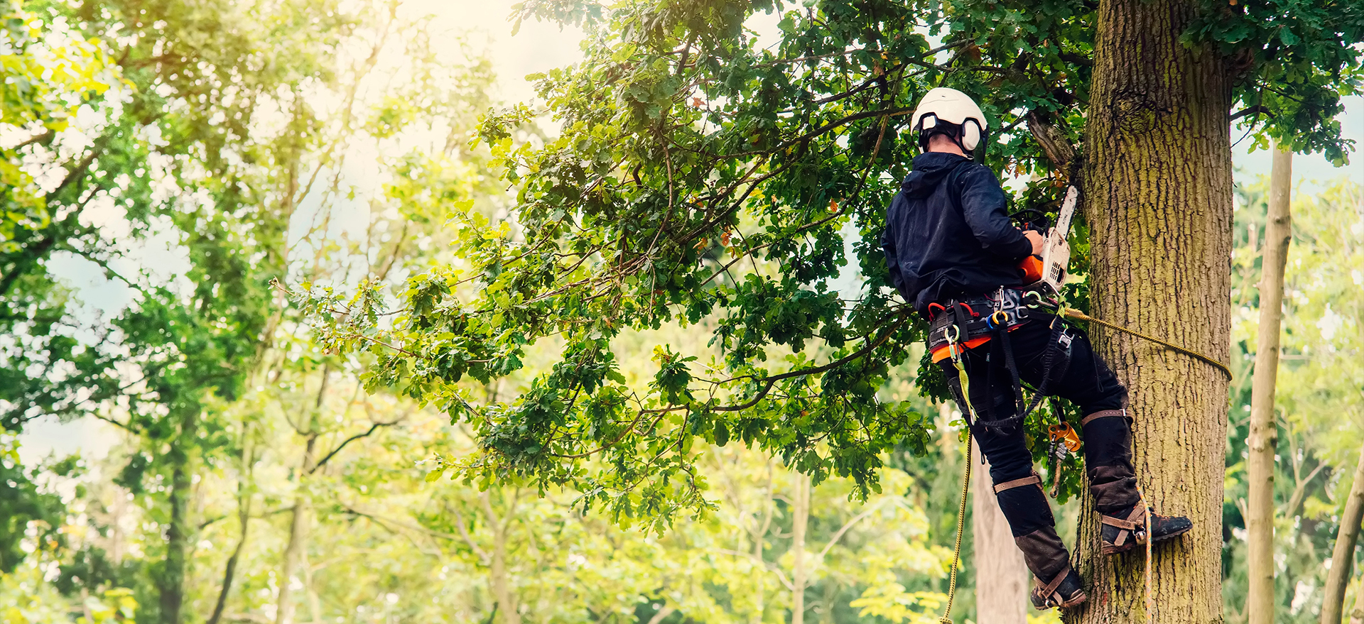 Oakwood Tree Services