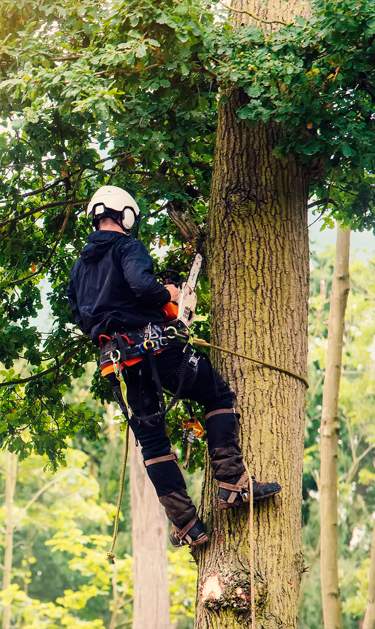 Oakwood Tree Services